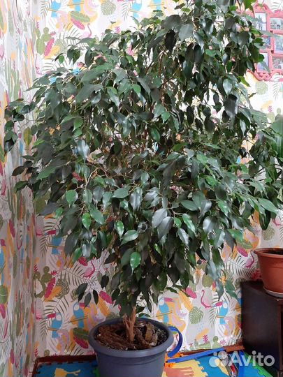 Бенджамина