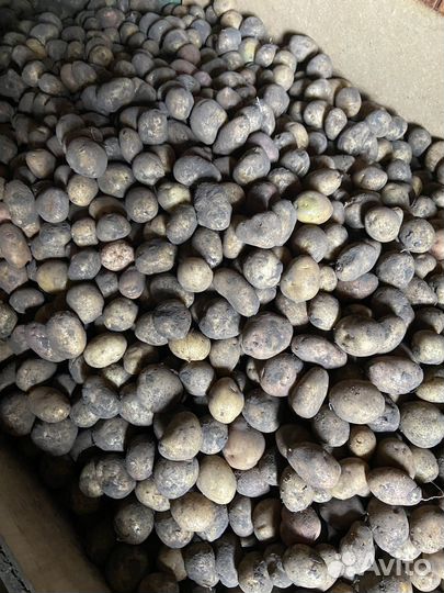 Картофель домашний