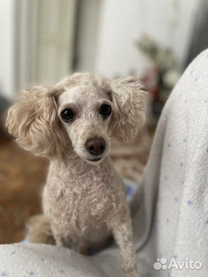 Щенки карликового пуделя