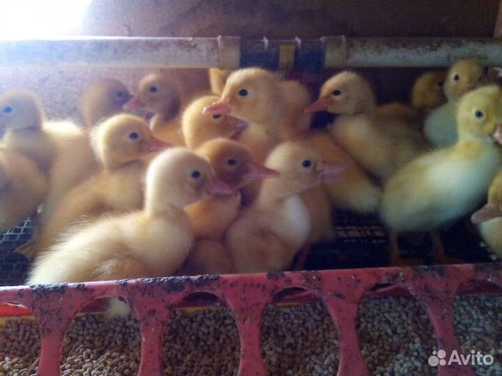 Суточные утята