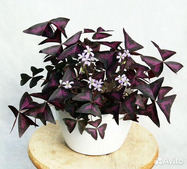 Кислица чудная