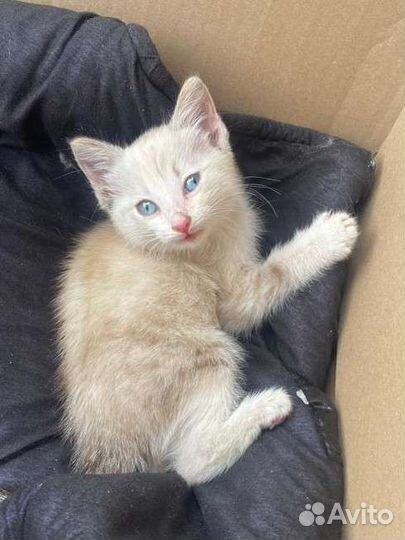 Котенок девочка в добрые руки