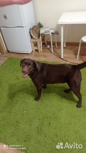 Передержка для собак, домашняя, индивидуальная