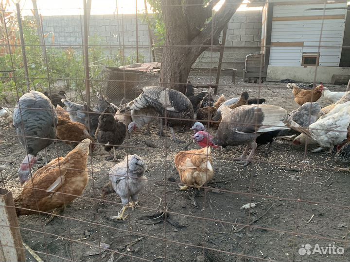 Куры Индюки