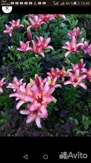 Помидоры.Астры.Бархртцы.Георгин.Лилии