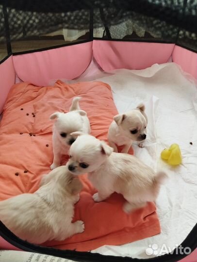 Продам щенков чихуахуа