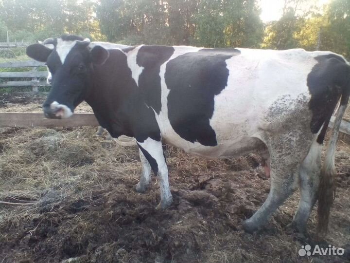 Корова на мясо