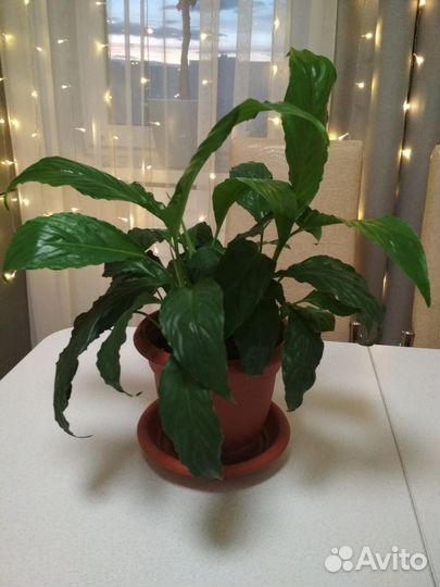 Комнатное растение Спатифиллум