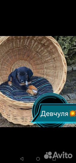 Щенульки в добрые руки