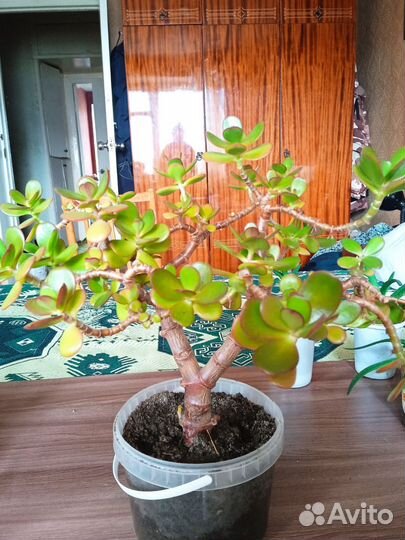 Денежное дерево