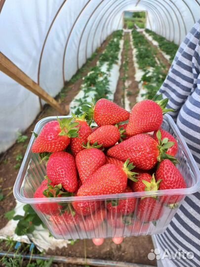 Рассада клубники