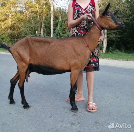 Чешские козлики