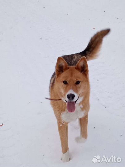 Собака в добрые руки отдам бесплатно