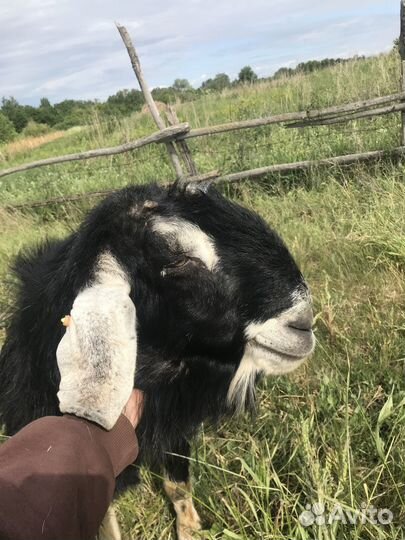 Продажа коз, козлят, козочек, козлов