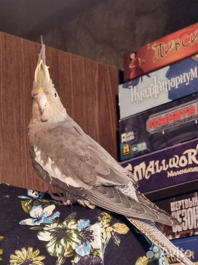 Корелла птенцы ручные