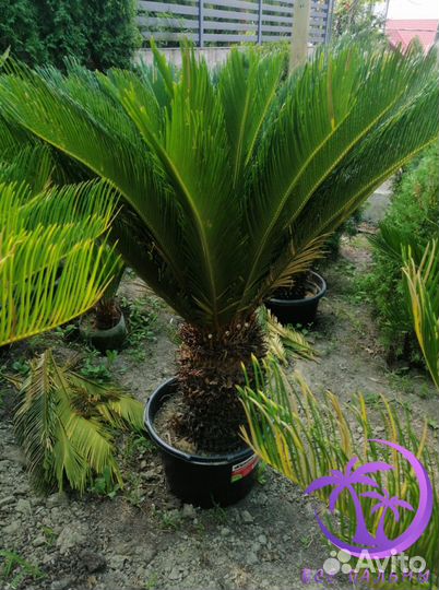 Пальма Большая Цикос (Саговник)