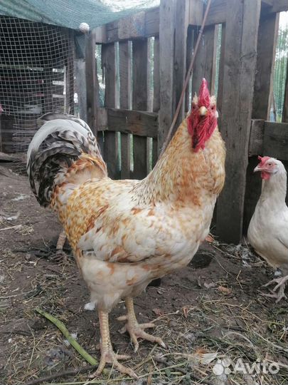 Петух порода царско сельская