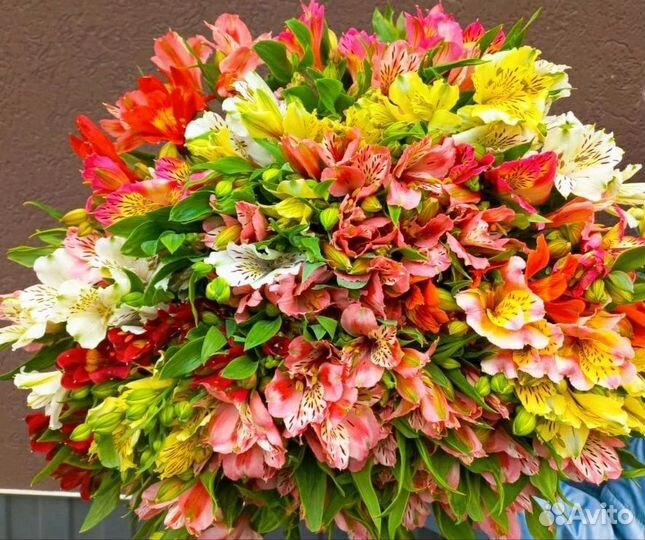 Альстромерия. Букеты с доставкой