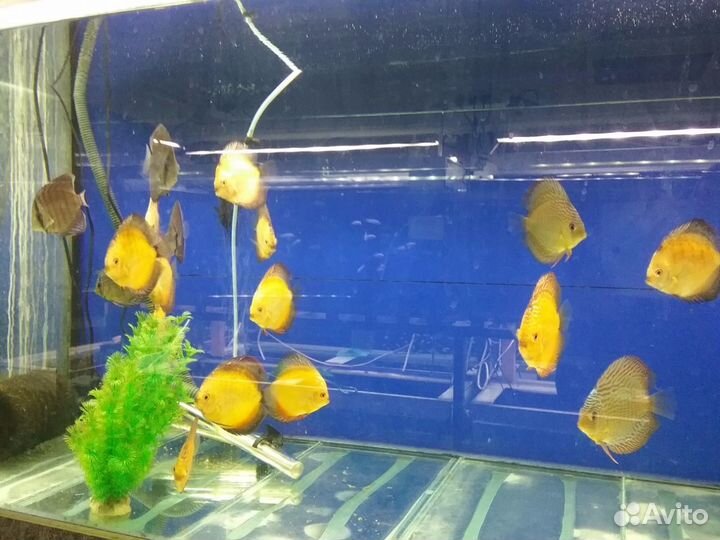 Водный-Мир.Оптом Аквариумные рыбки и растение