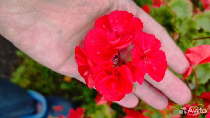 Пеларгония герань сортовая