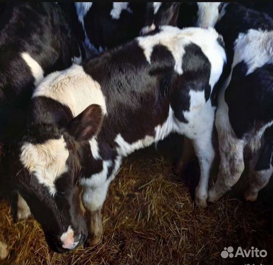 Телята бычки