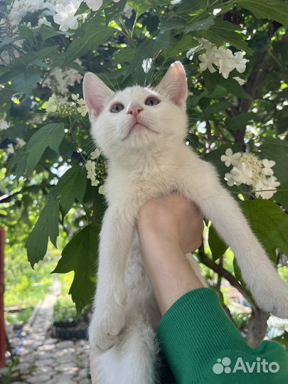 Котята в добрые руки мальчики