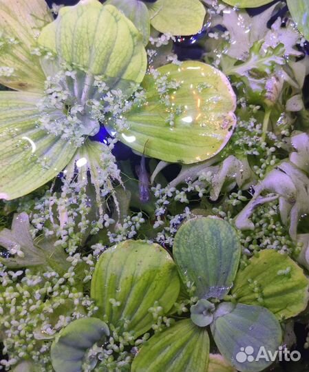 Прополка-пистия,папоротник, лимонник,риччия