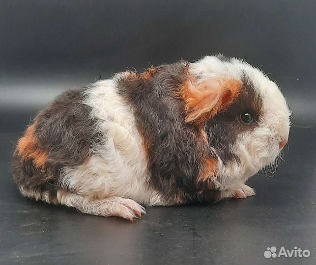 Длинношерстные кудрявые морские свинки