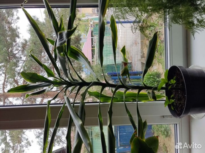 Драцена Сандера