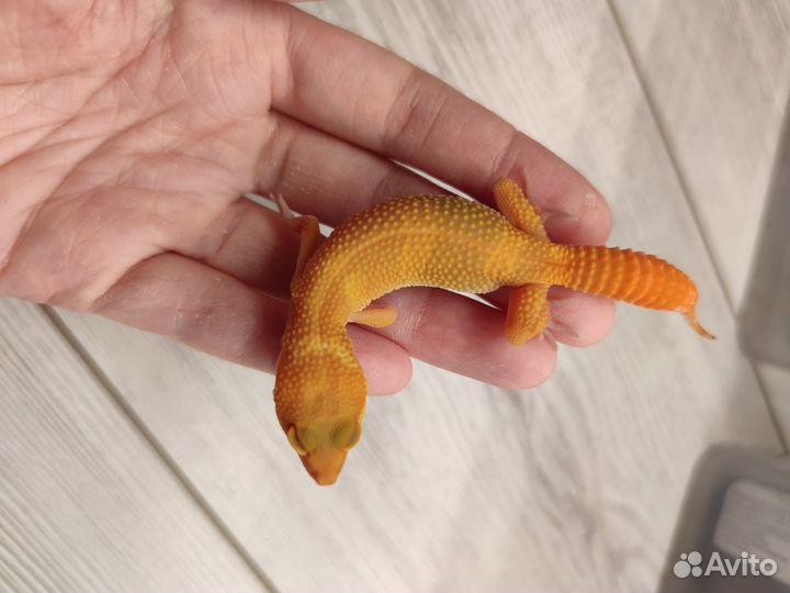 Геккон эублефар