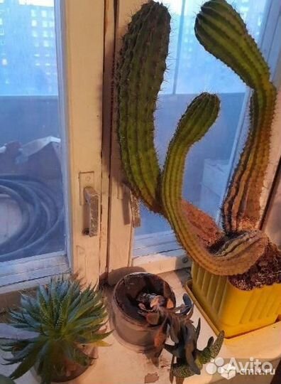 Кактусы - 12шт., пеперомия, алоэ остистый - 4шт