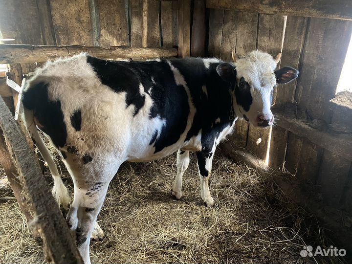 Телка 1.3 года