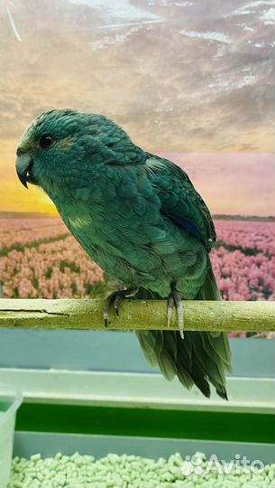 Какарик голубой