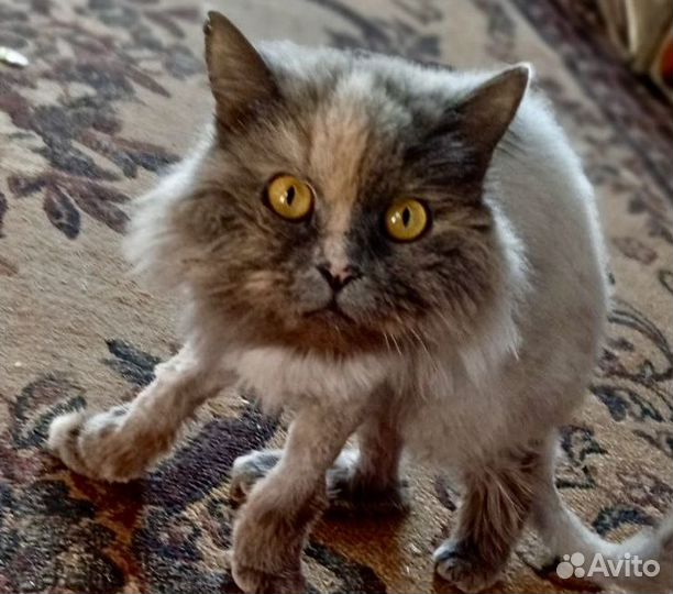 Стерилизованная кисуля