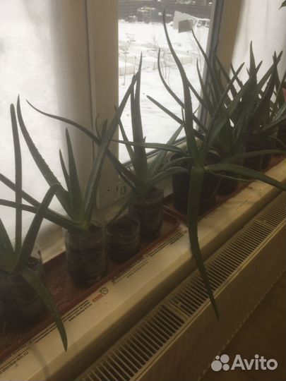 Каланхое,алоэ, алоэ вера,фикус Бенжамина