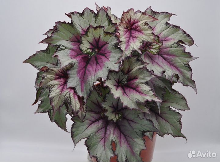 Бегонии доставка