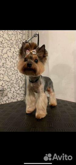 Обучение грумингу