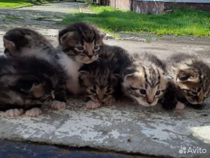 Котята в добрые руки