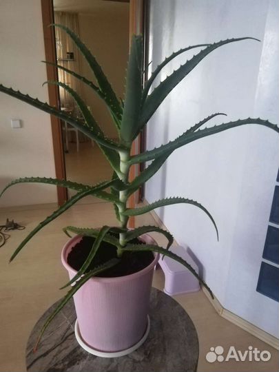 Алоэ древовидное