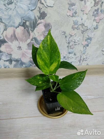 Комнатные растения цветы