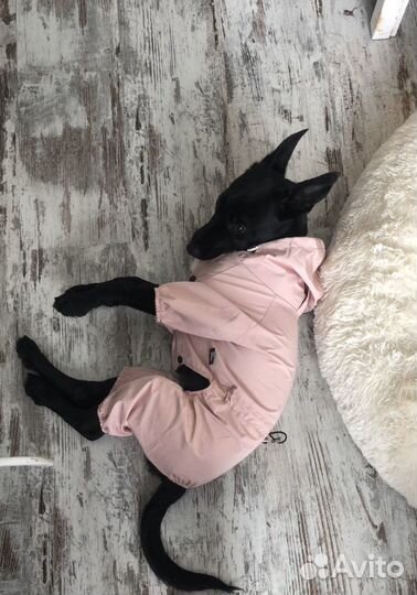 Комбинезон для собаки