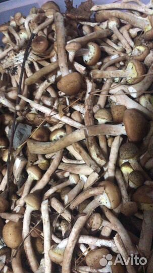 Продам грибы