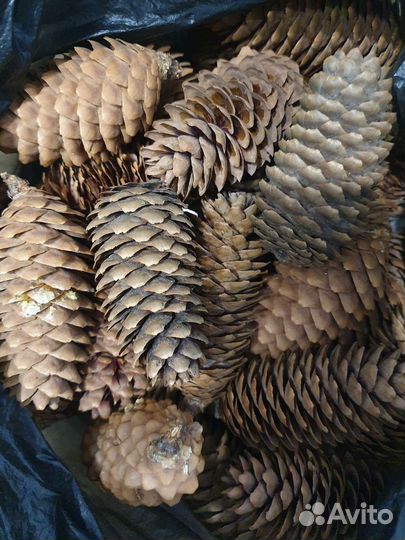 Шишки еловые покрашенные и не крашенные