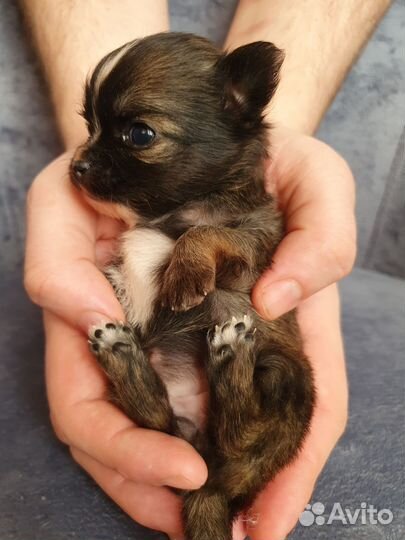 Чихуахуа крошки на ладошке)