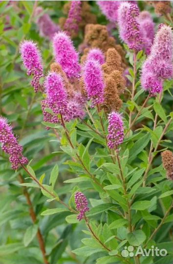 Жасмин (чубушник),сирень белая, фиолетовая, сперея