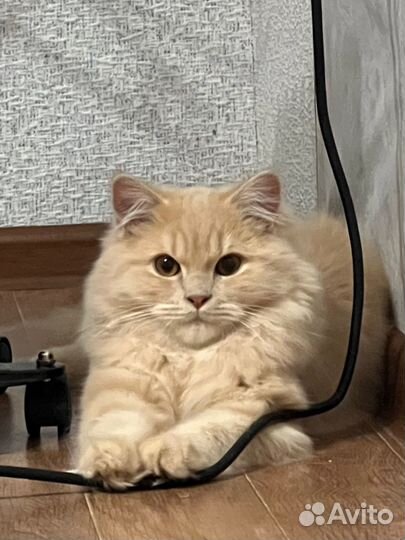 Отдам породистого кота в добрые руки