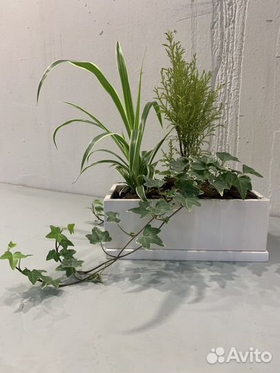 Композиция, цветы, суккуленты