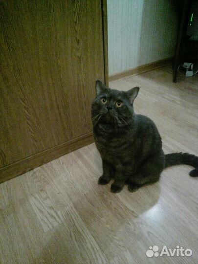 Вязка Британец