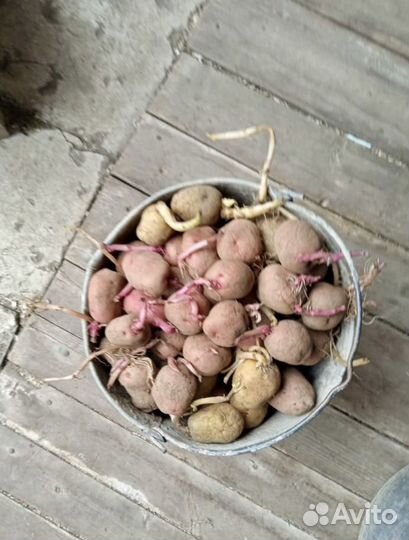 Семенной картофель