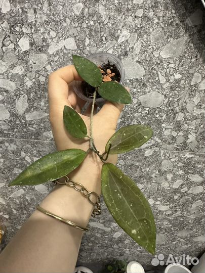 Хойи часть 2